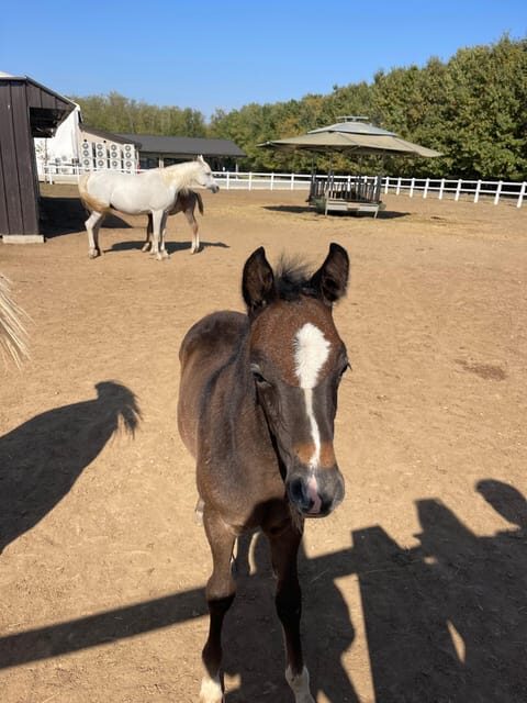 Romanian Wine Tasting Tour & Appetizers with Sommelier - A Closer Look: How the Day Unfolds