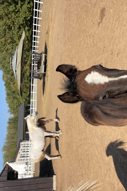 Romanian Wine Tasting Tour & Appetizers with Sommelier - Who Will Enjoy This Experience?