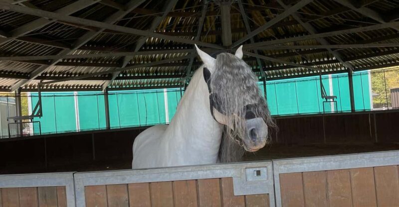 Romanian Wine Tasting Tour & Appetizers with Sommelier - FAQ