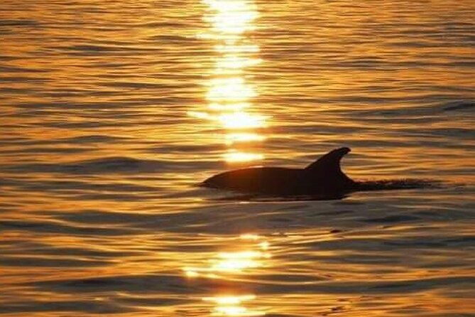 romantic-boat-trip-with-dolphin-watching