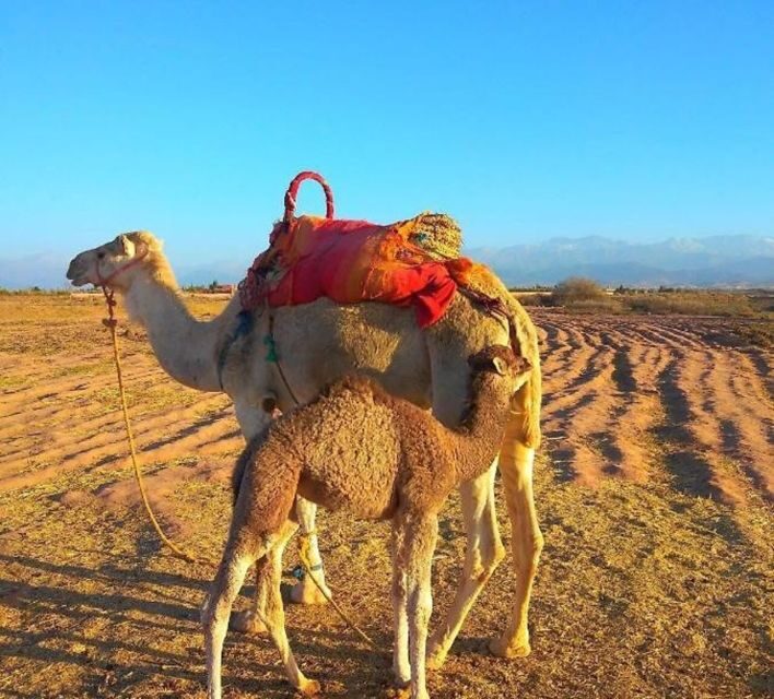 Romantic Dinner & Camel Ride In Agafay Desert - The Sum Up