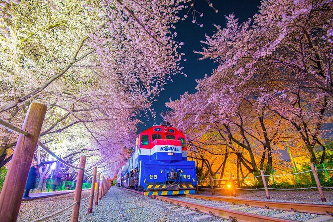 Romantic Jinhae Cherry Blossom Festival Night Tour from Busan - Introduction