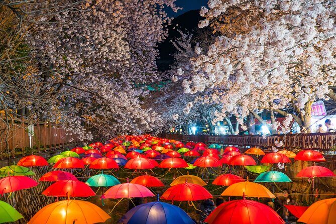 Romantic Jinhae Cherry Blossom Festival Night Tour from Busan - Key Points