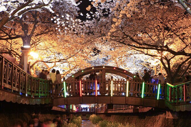 Romantic Jinhae Cherry Blossom Festival Night Tour from Busan - Authentic Insights from Reviewers