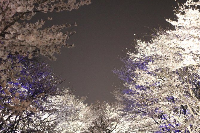 Romantic Jinhae Cherry Blossom Festival Night Tour from Busan - The Sum Up