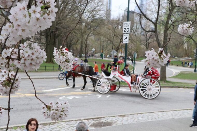 romantic-proposal-central-park-carriage-tour-up-to-4-adults-2