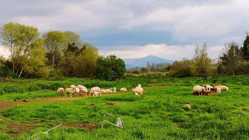 Rome: Caffarella Park Guided Walking Tour - The Authentic Touch: Why This Tour Stands Out