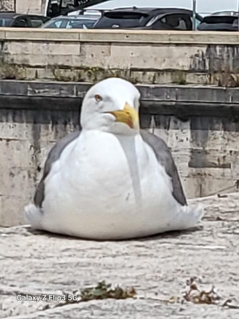 rome-city-walking-tour-with-german-guide