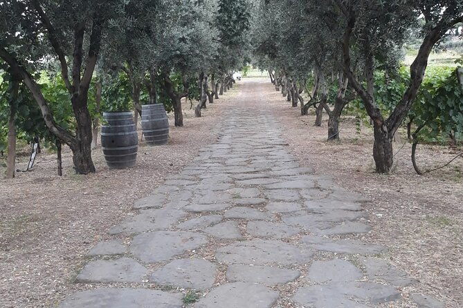 rome-countryside-vineyards-and-wine-tasting-private-tour-2