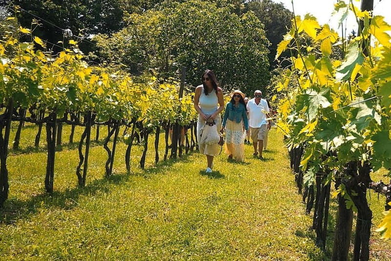 Rome Countryside: Wine Tasting Tour with Private Driver - What Makes This Tour Stand Out?