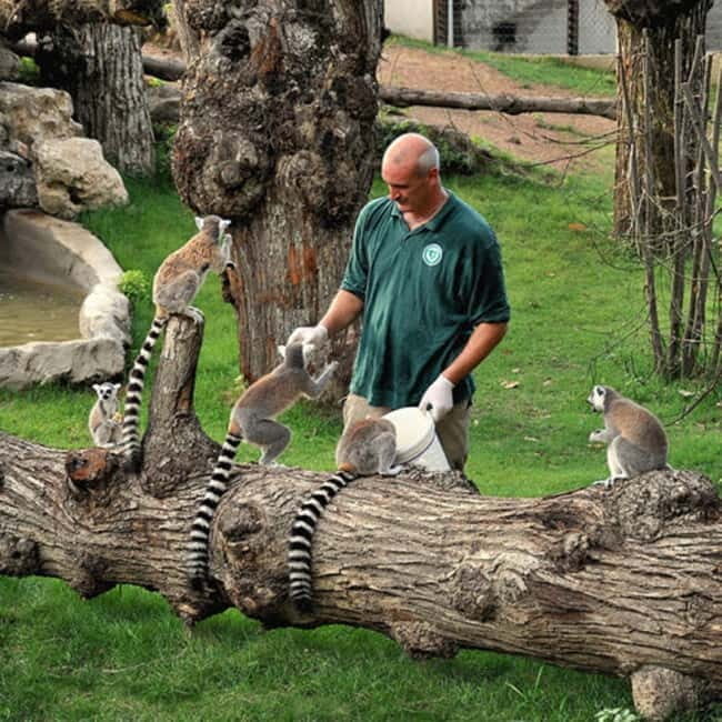 Rome: Entrance ticket to the Zoo+Tour by Golf Cart in Villa Borghese - Who Will Love This Tour?