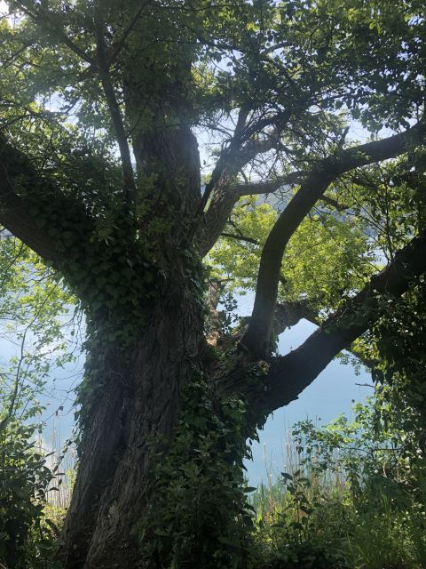 rome-forest-bathing-experience