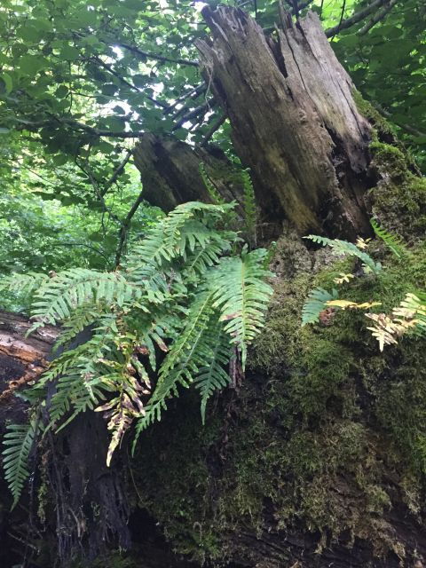 rome-forest-bathing-experience