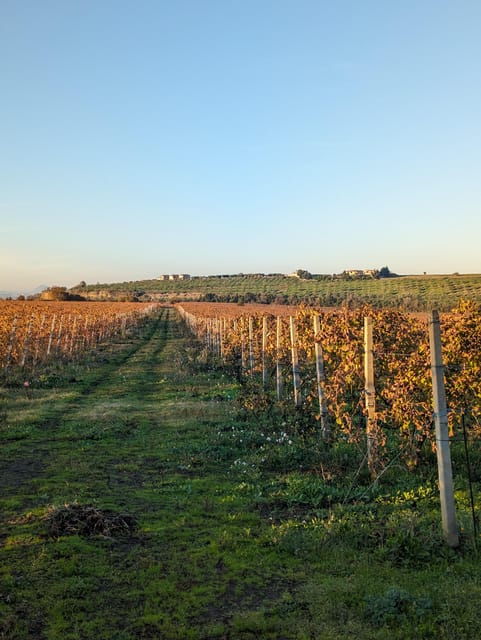 rome-frascati-vineyard-bike-tour-with-train-tickets-2