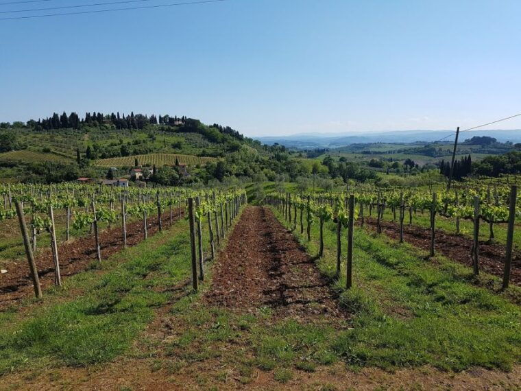 rome-private-tour-to-san-gimignano-siena-winery-visit