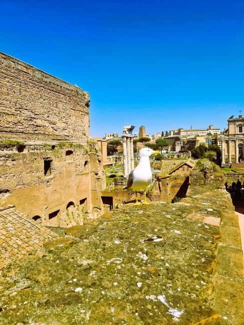 Rome: Small-Group Colosseum, Roman Forum & Palatine Hill - Experience Quality and Practicalities