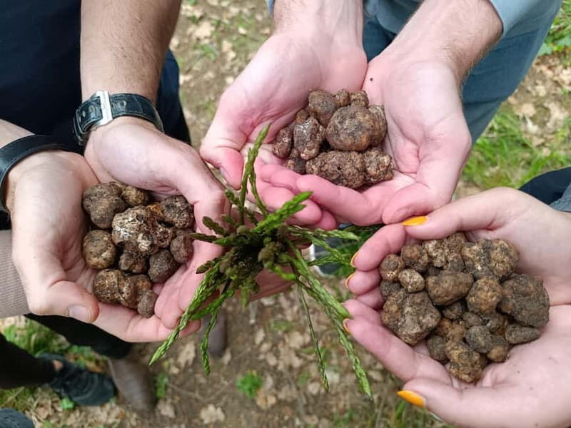 ROME: Truffle Hunting and Lunch with Truffle Dishes - Introduction