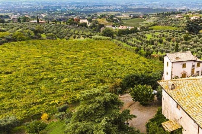 rome-wine-tour-pizza-making-class-in-a-frascatis-vineyard-5-hours