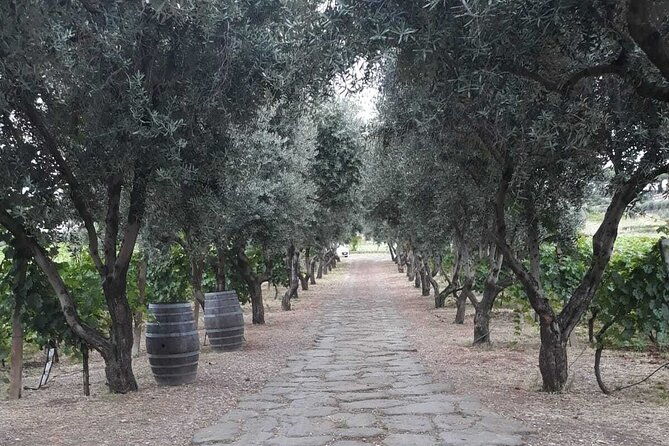 rome-wine-tour-pizza-making-class-in-a-frascatis-vineyard-5-hours