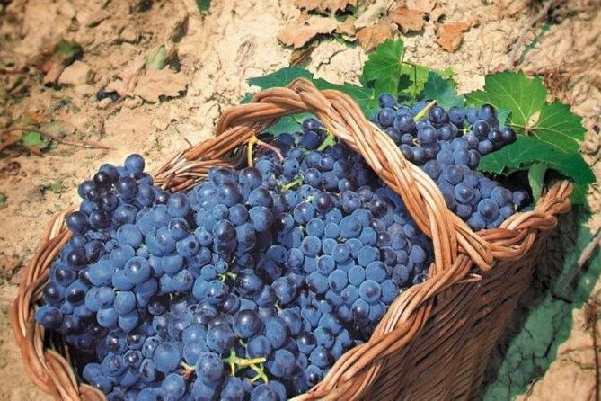 romes-vineyard-symphony-countryside-winetasting-experience