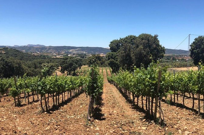ronda-day-tour-and-winery-visits-from-marbella