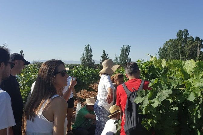 ronda-day-tour-and-winery-visits-from-marbella