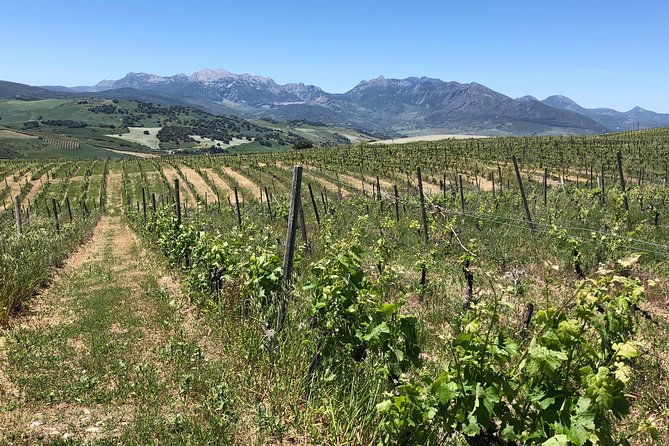 ronda-day-tour-and-winery-visits-from-marbella