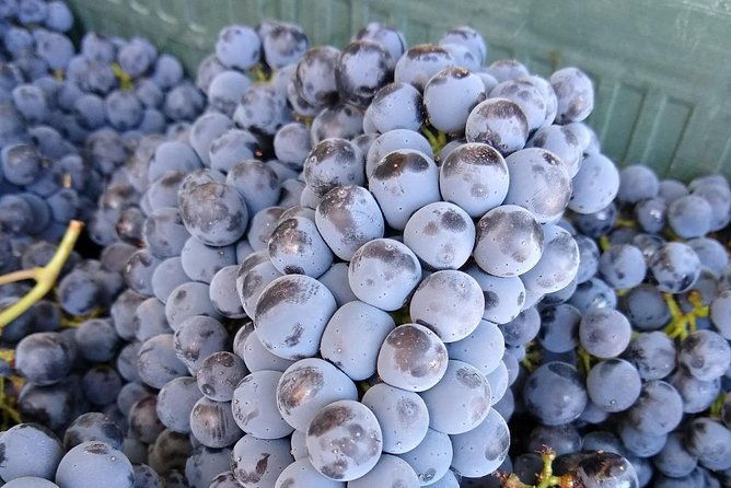 ronda-day-tour-and-winery-visits-from-marbella