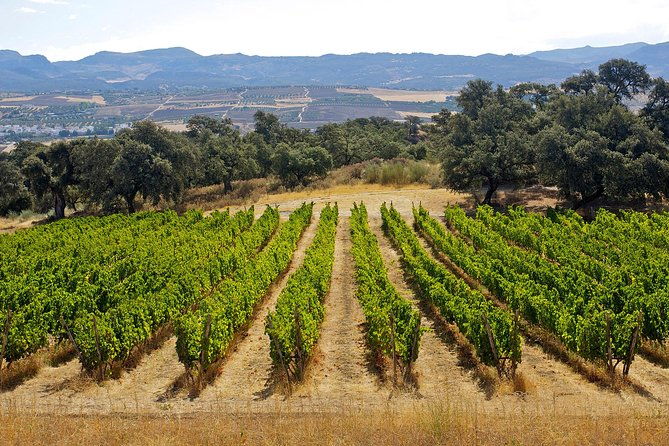 ronda-private-full-day-wine-tour