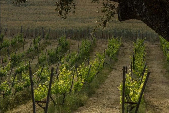 ronda-private-wine-tour-and-tapas-from-marbella