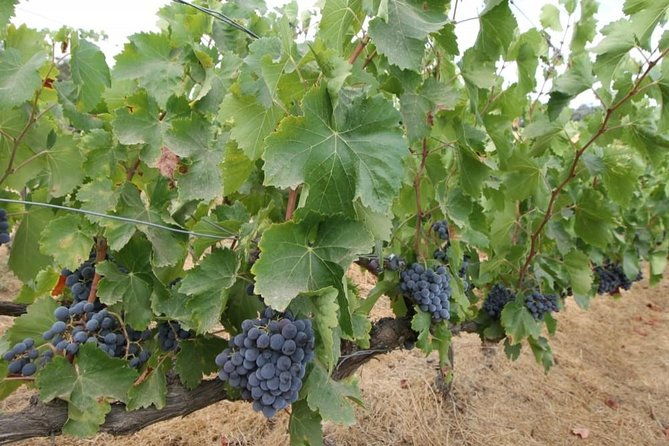 ronda-private-wine-tour-free-time-in-ronda