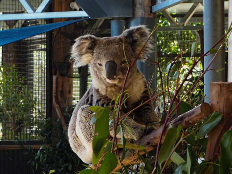 Roos, Blues & Views - Blue Mountains Day Tour w Lunch - Lunch in Charming Mountain Towns