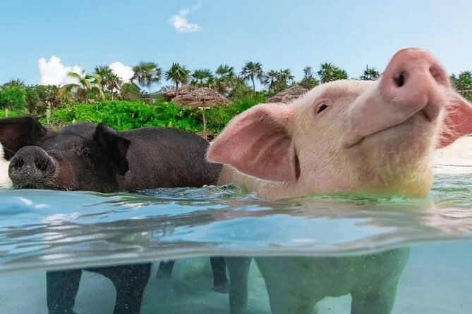 rose-island-3-islands-tour-swim-with-pigs-turtles-snorkelling