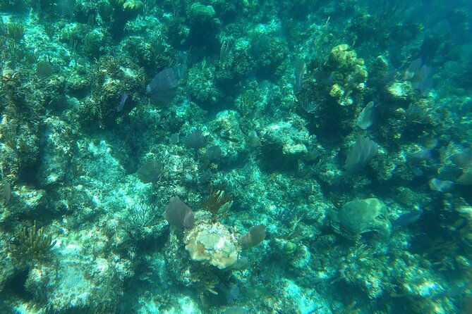 rose-island-snorkeling-turtles-spotting-excursion