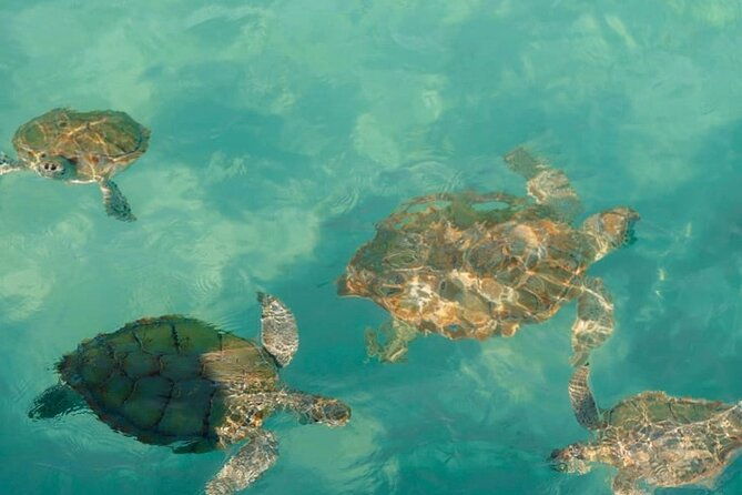 rose-island-swimming-pigs