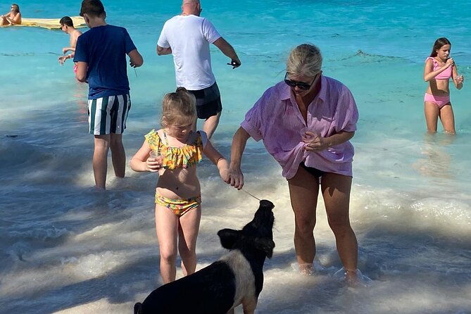 rose-island-swimming-pigs