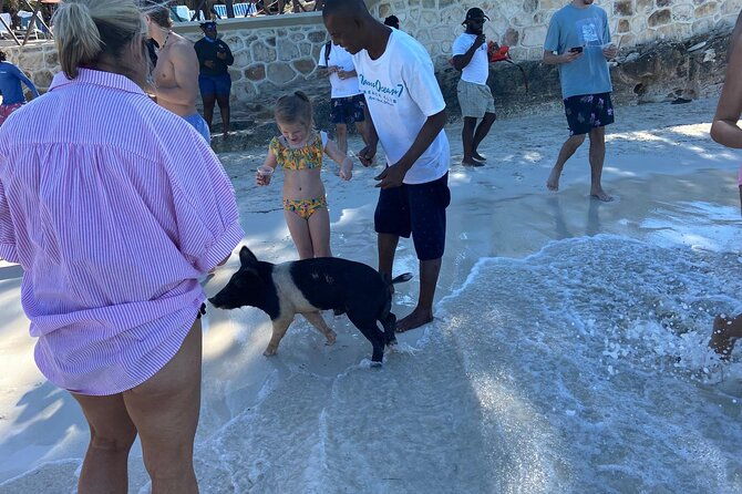 rose-island-swimming-pigs