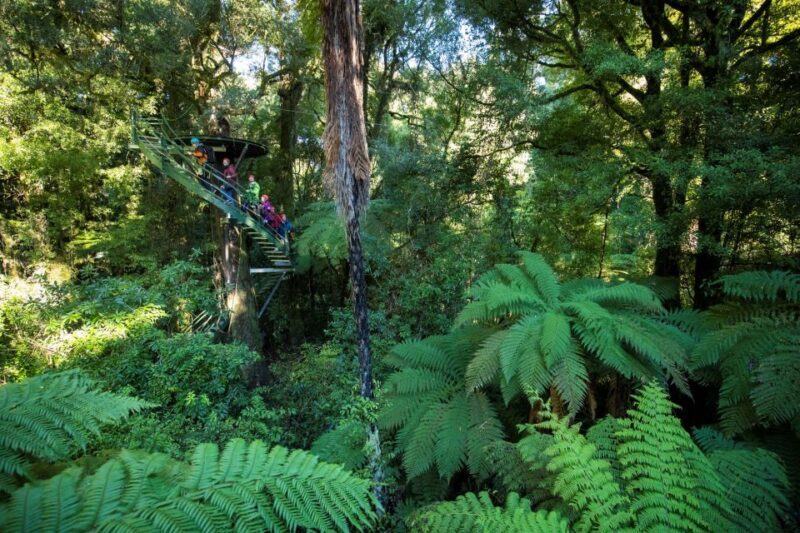 Rotorua: 6 Ziplines, 400m Tandem, Cliff Walk & Swing Bridges - Key Points  