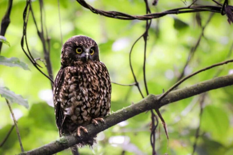 Rotorua: 6 Ziplines, 400m Tandem, Cliff Walk & Swing Bridges - What to Expect in Detail