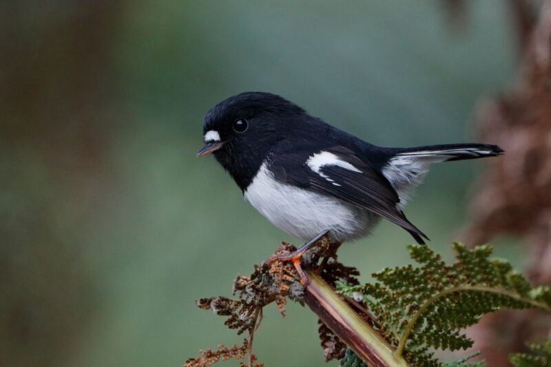 Rotorua: 6 Ziplines, Swing-Bridges & Wildlife Encounters - The Guides: Safety, Fun, and Knowledge