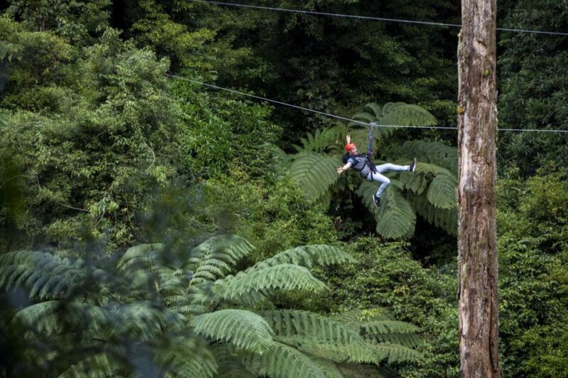 Rotorua: 6 Ziplines, Swing-Bridges & Wildlife Encounters - Practical Tips for Your Trip
