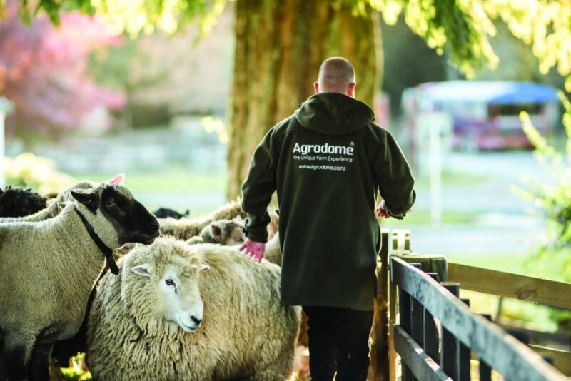Rotorua: Authentic Kiwi Farm Experience at the Agrodome - Who Is This Tour Best For?