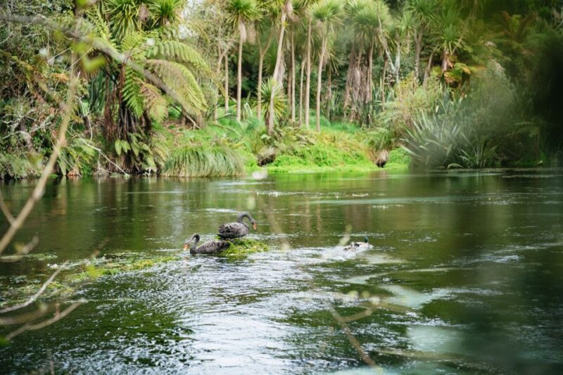 Rotorua: Explore The Lakes Half-Day Morning Tour - Frequently Asked Questions