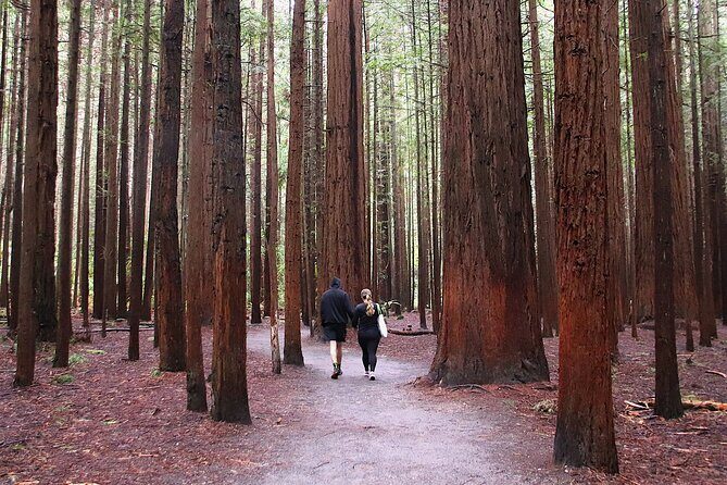 Rotorua Full Day Adventure in Glowworm Cave and Redwoods - Final Thoughts: Is This Tour Right for You?
