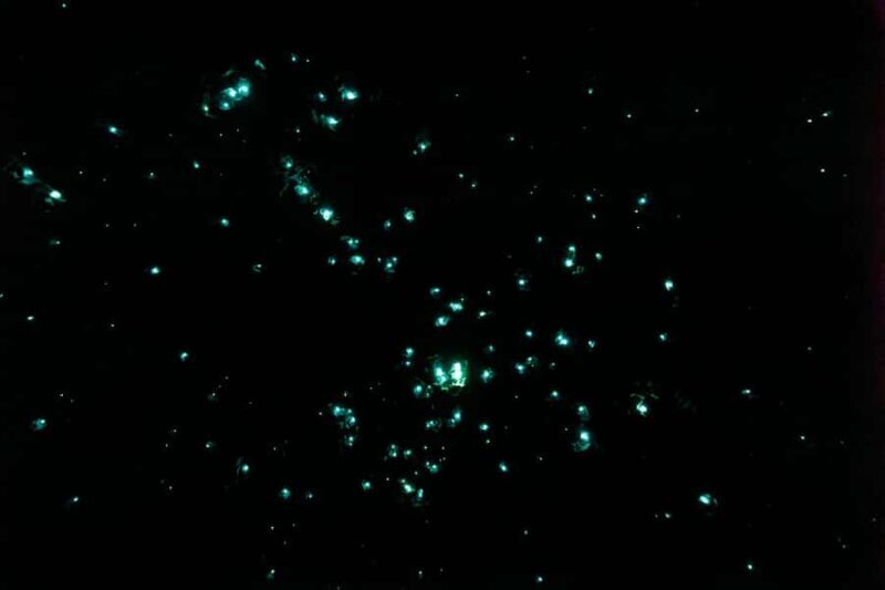 Rotorua: Glowworm Cave, Redwoods Forest & Te Puia Tour - Analyzing Value and Practicalities