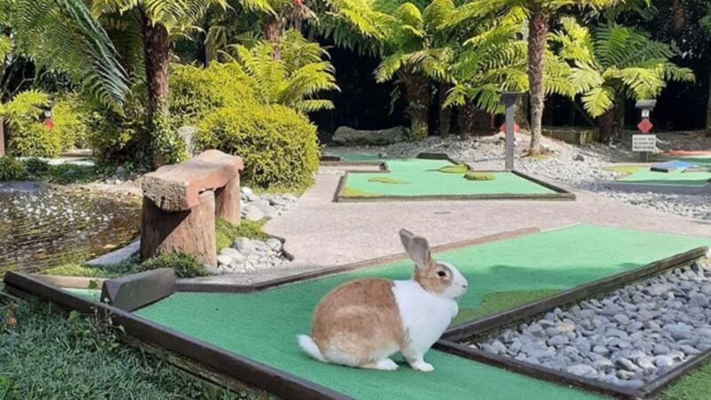 Rotorua: Mini Golf Experience - Practicalities and Value