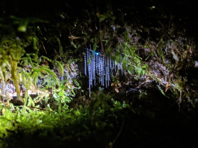 Rotorua: Nocturnal Glow-Worm Adventure Tour with a Guide - Key Points