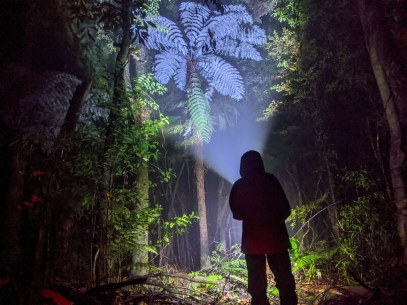 Rotorua: Nocturnal Glow-Worm Adventure Tour with a Guide - Why This Tour Is a Must-Do (or Not)