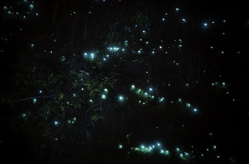 Rotorua: Nocturnal Glow-Worm Adventure Tour with a Guide - FAQs