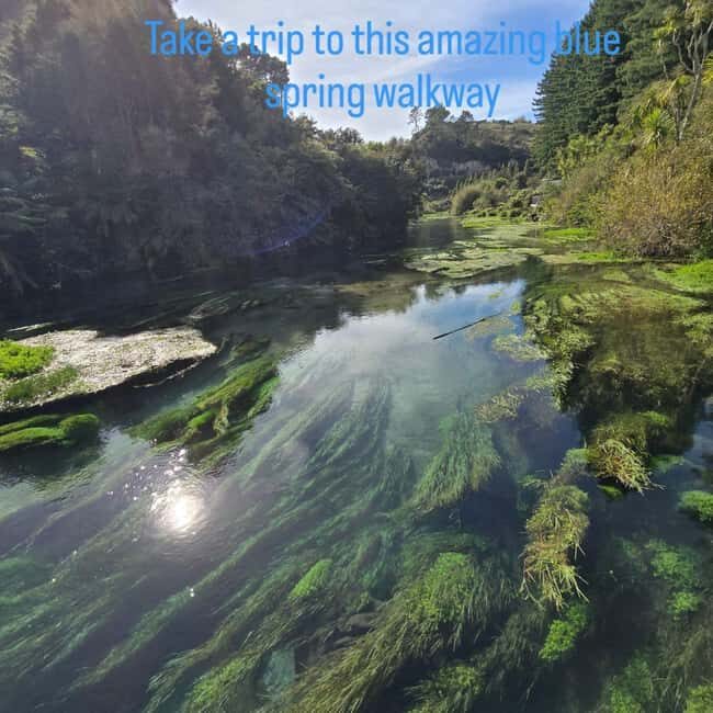 Rotorua: Private Day Tour with Tesla Model Y - Lunch and Additional Stops